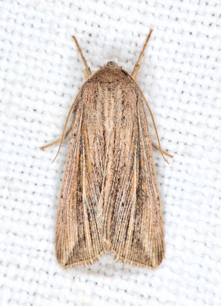 Mythimna (Anapoma) riparia ?